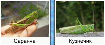 отличие саранчи от кузнечика фото онлайн