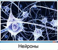 нервная ткань фото под микроскопом онлайн нервная ткань фото под микроскопом