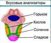 Схемы вкусового анализатора Схемы вкусового анализатора
