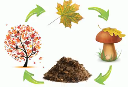 Цикл по­лу­че­ния де­ре­вом пи­та­тель­ных ве­ществ