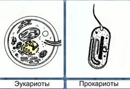 Эу­ка­ри­о­ты и прока­ри­о­ты