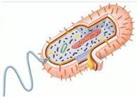 Бак­те­ри­аль­ная клет­ка