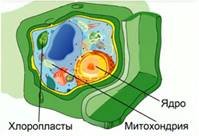 Эу­ка­ри­о­ти­че­ская клет­ка