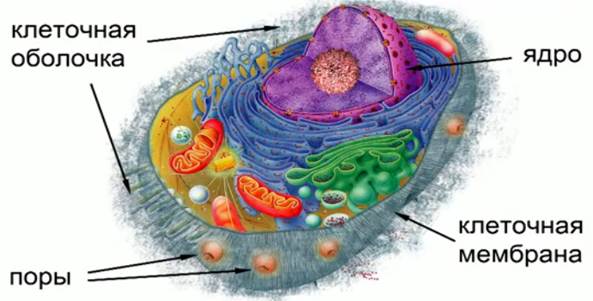 Клетки ткани рисунок