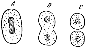 Про­цесс де­ле­ния клет­ки
