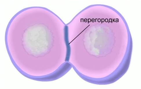 Раз­де­ле­ние ци­то­плаз­мы и ор­га­но­и­дов клет­ки