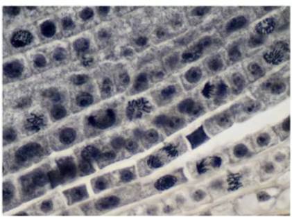 Об­ра­зо­ва­тель­ные ткани под мик­ро­ско­пом (ме­ри­сте­мы)