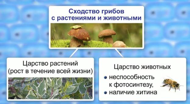 Сход­ство гри­бов с рас­те­ни­я­ми и жи­вот­ны­ми