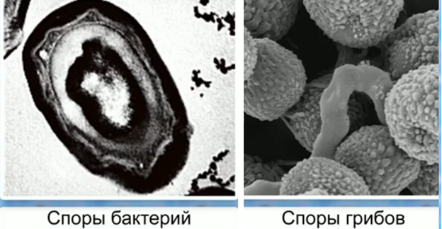 Споры бак­те­рий и гри­бов
