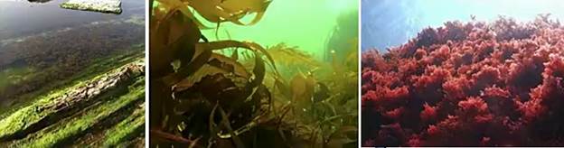 Рост во­до­рос­лей на раз­лич­ной глу­бине: зе­ле­ные, бурые, крас­ные