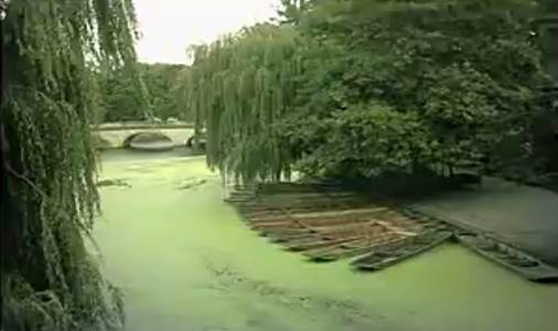 Зе­ле­ные во­до­рос­ли: цве­ту­щая река