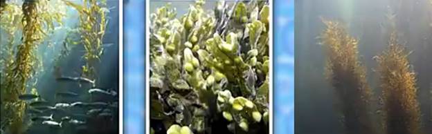 Бурые во­до­рос­ли: ла­ми­на­рия, фукус и сар­гас­сы