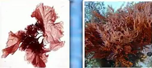 Крас­ные во­до­рос­ли: пор­фи­ра и агар-агар