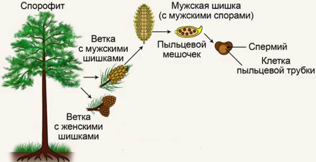 Схема рас­по­ло­же­ния спер­мия и клет­ки пыль­це­вой труб­ки в муж­ской шишке сосны