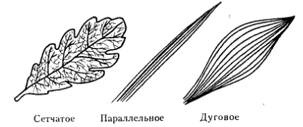 Типы жил­ко­ва­ния ли­стьев 