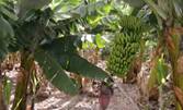 Рас­те­ние ба­на­на