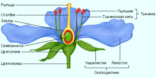 Стро­е­ние цвет­ка