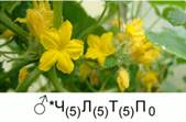 Фор­му­ла ты­чи­ноч­но­го цвет­ка огур­ца