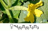 Фор­му­ла пе­стич­но­го цвет­ка огур­ца