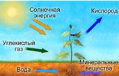 Схема фо­то­син­те­за