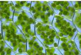 Клет­ки зе­ле­ных ча­стей рас­те­ния