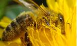 Пыль­ца на пчеле ме­до­нос­ной