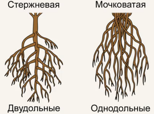 От­ли­чие кор­не­вых си­стем