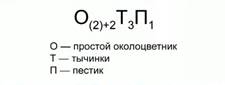 Фор­му­ла цвет­ка зла­ко­вых