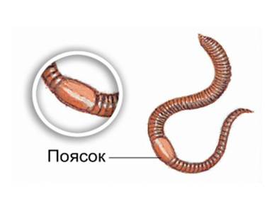 По­я­сок ма­ло­ще­тин­ко­во­го червя