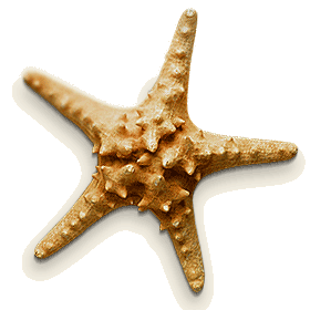Мор­ская звез­да
