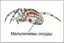 Вы­де­ли­тель­ная си­сте­ма па­у­ко­об­раз­ных
