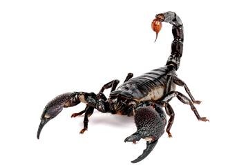 Им­пе­ра­тор­ский скор­пи­он. Видны го­ло­во­грудь, брюш­ко, хе­ли­це­ры и пе­ди­паль­пы
