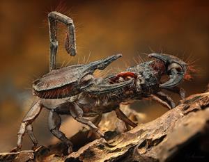 Скор­пи­он Hadogenes. Видны греб­не­вид­ные ор­га­ны и мас­сив­ные пе­ди­паль­пы