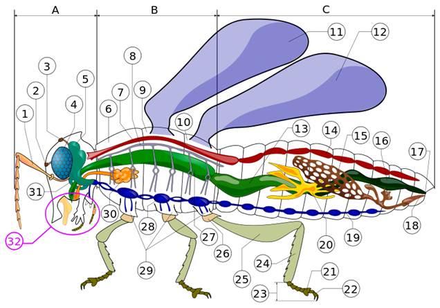 Стро­е­ние тела на­се­ко­мо­го