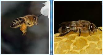 Ра­бо­чая пчела и тру­тень