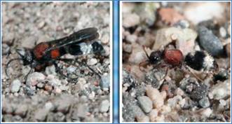 Самец и самка осы-нем­ки