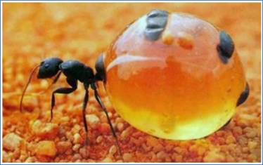 Ме­до­нос­ный му­ра­вей
