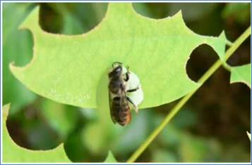 Пче­ла-ли­сто­рез