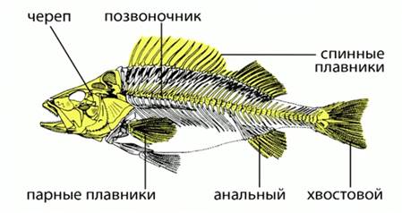 Внут­рен­ний ске­лет рыб 