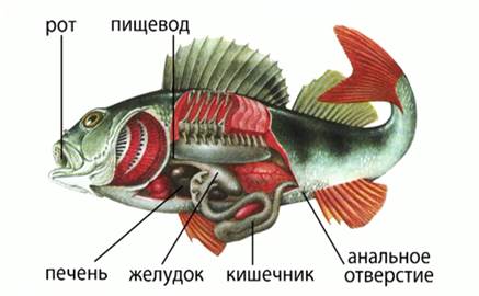 Пи­ще­ва­ри­тель­ная си­сте­ма рыб 
