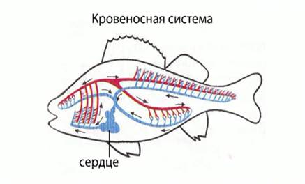 Кро­ве­нос­ная си­сте­ма рыб