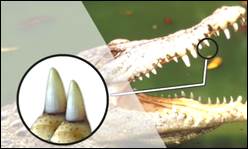 Зубы кро­ко­ди­ла