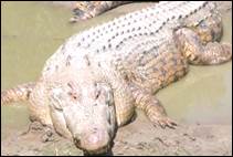 Греб­ни­стый кро­ко­дил