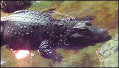 Ту­по­ры­лый кро­ко­дил