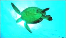 Стро­е­ние ко­неч­но­стей вод­ных че­ре­пах