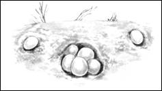 Раз­мно­же­ние че­ре­пах: яйца че­ре­пах, за­ры­тые в песок