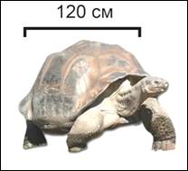 Га­ла­па­гос­ская сло­но­вая че­ре­па­ха