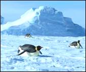 Сколь­же­ние пинг­ви­нов по льду