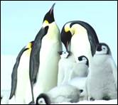 Семья пинг­ви­нов