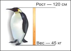 Им­пе­ра­тор­ский пинг­вин